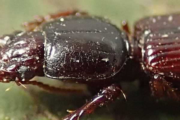 Carabidae: Clivina fossor o C. collaris ?